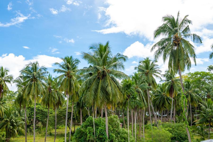 Anibesh Hotel Havelock Island Bagian luar foto