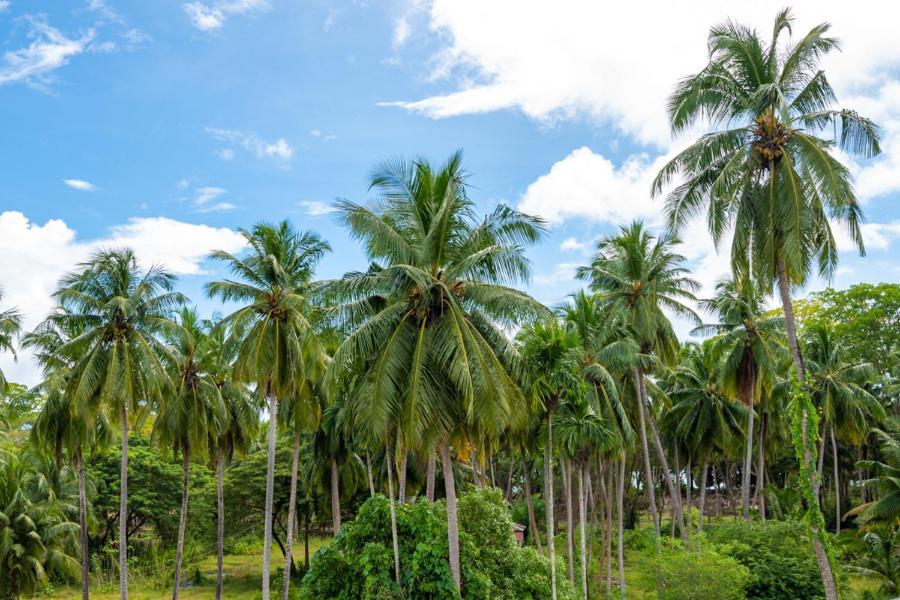 Anibesh Hotel Havelock Island Bagian luar foto